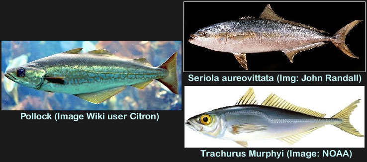 Pollock to Seriola Comparison